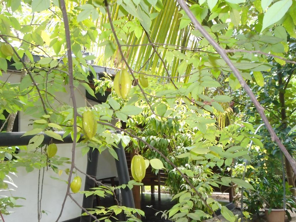 Livinginn Polonnaruwa Ngoại thất bức ảnh